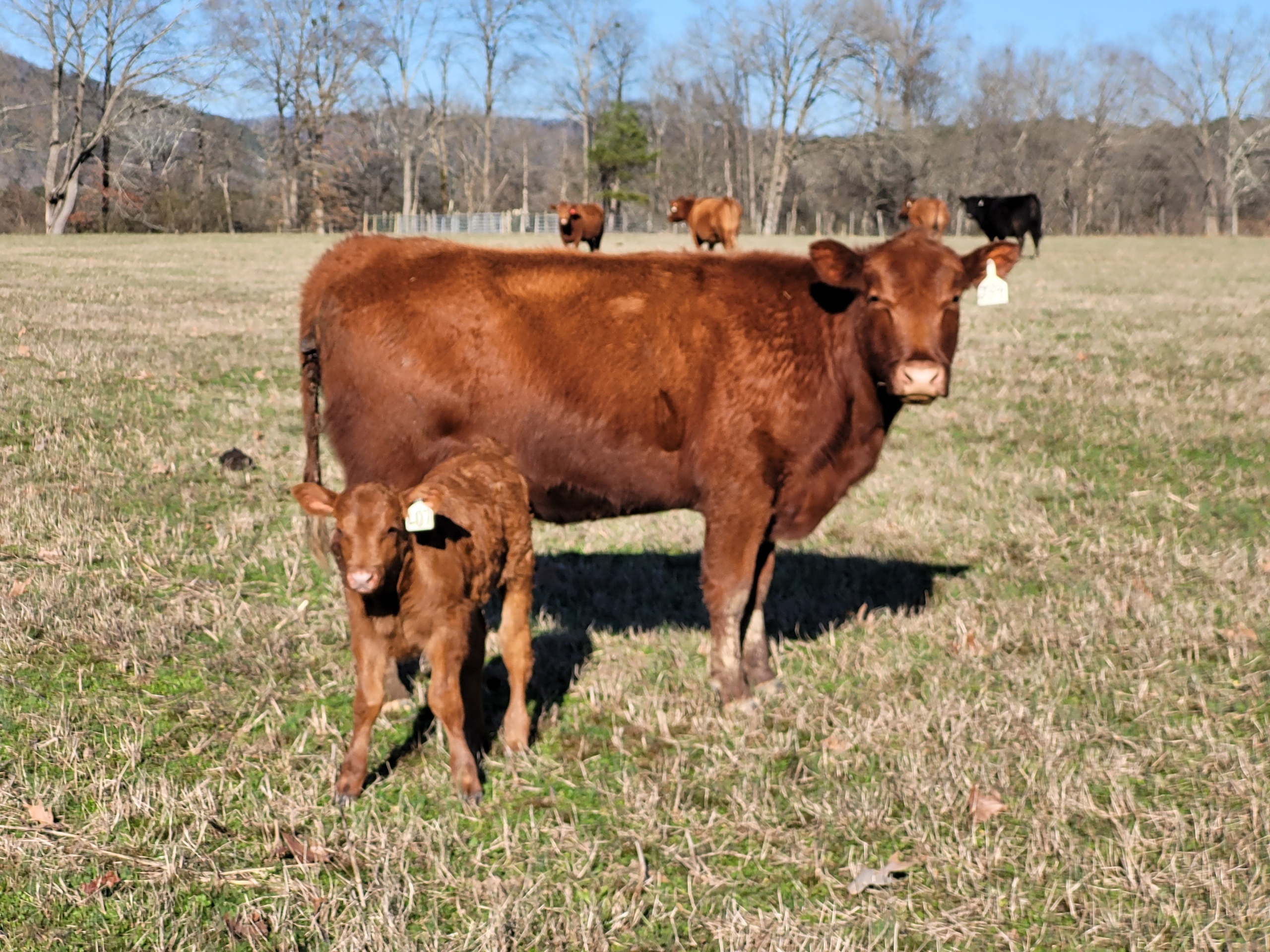 Red and Black Angus Heifers